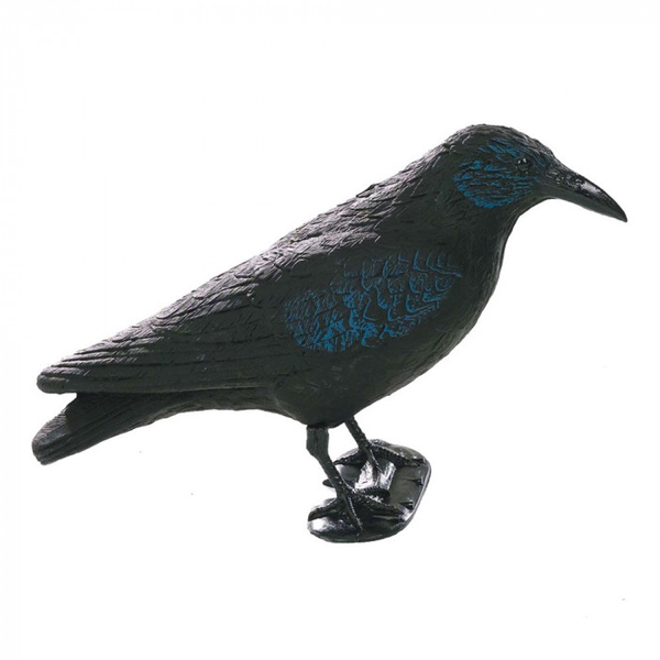 Balaban Crow varjú lábakkal