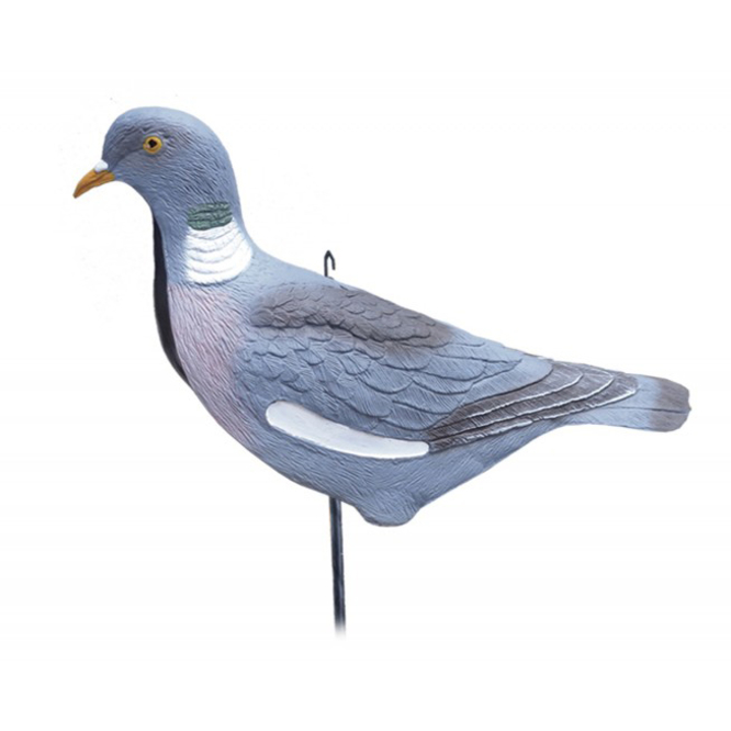 Balabán Wood Pigeon galamb