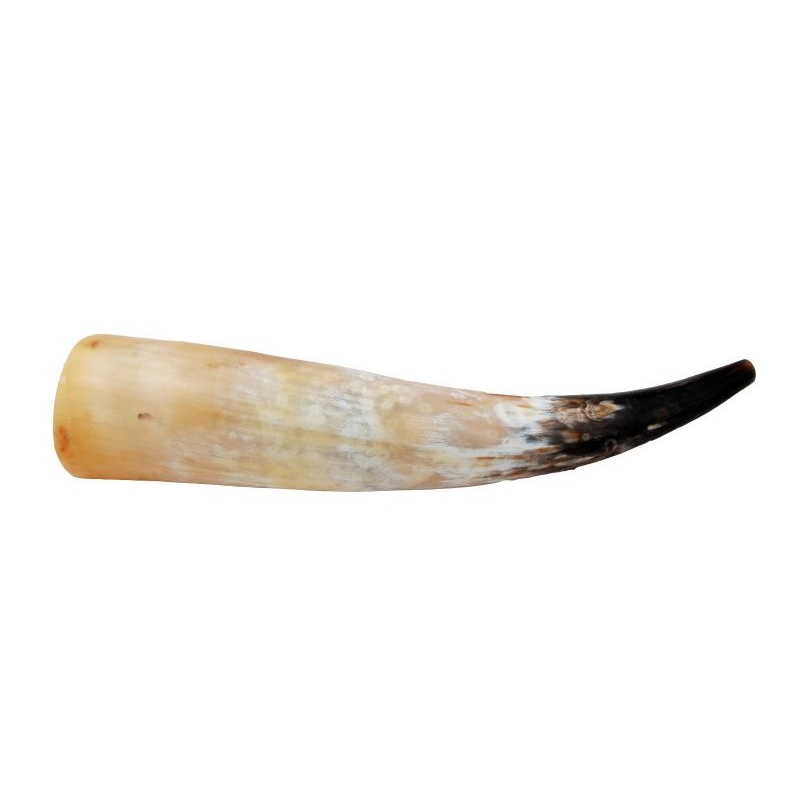 Bőgőkürt szarv 41 - 45 cm